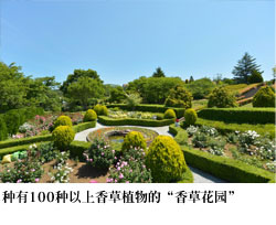 种有100种以上香草植物的 香草花园