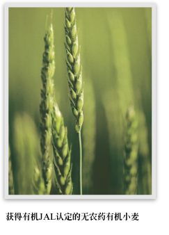 获得有机JAL认定的无农药有机小麦