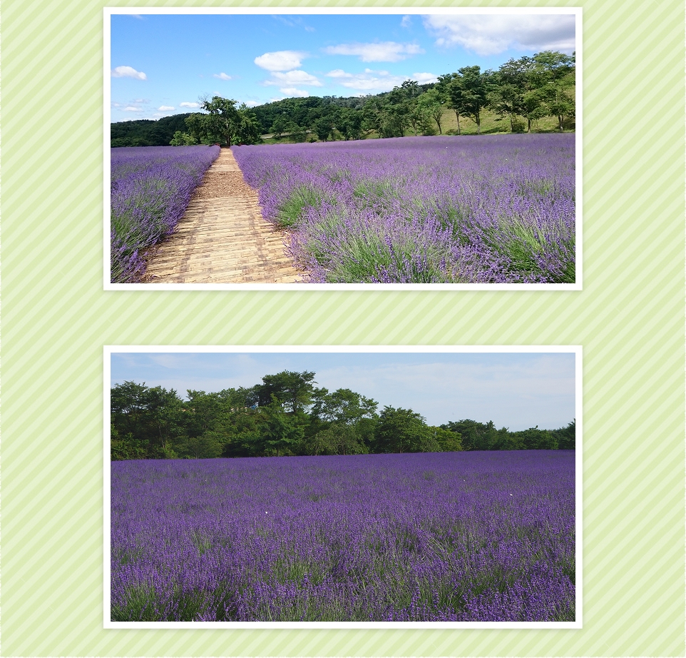 薰衣草田