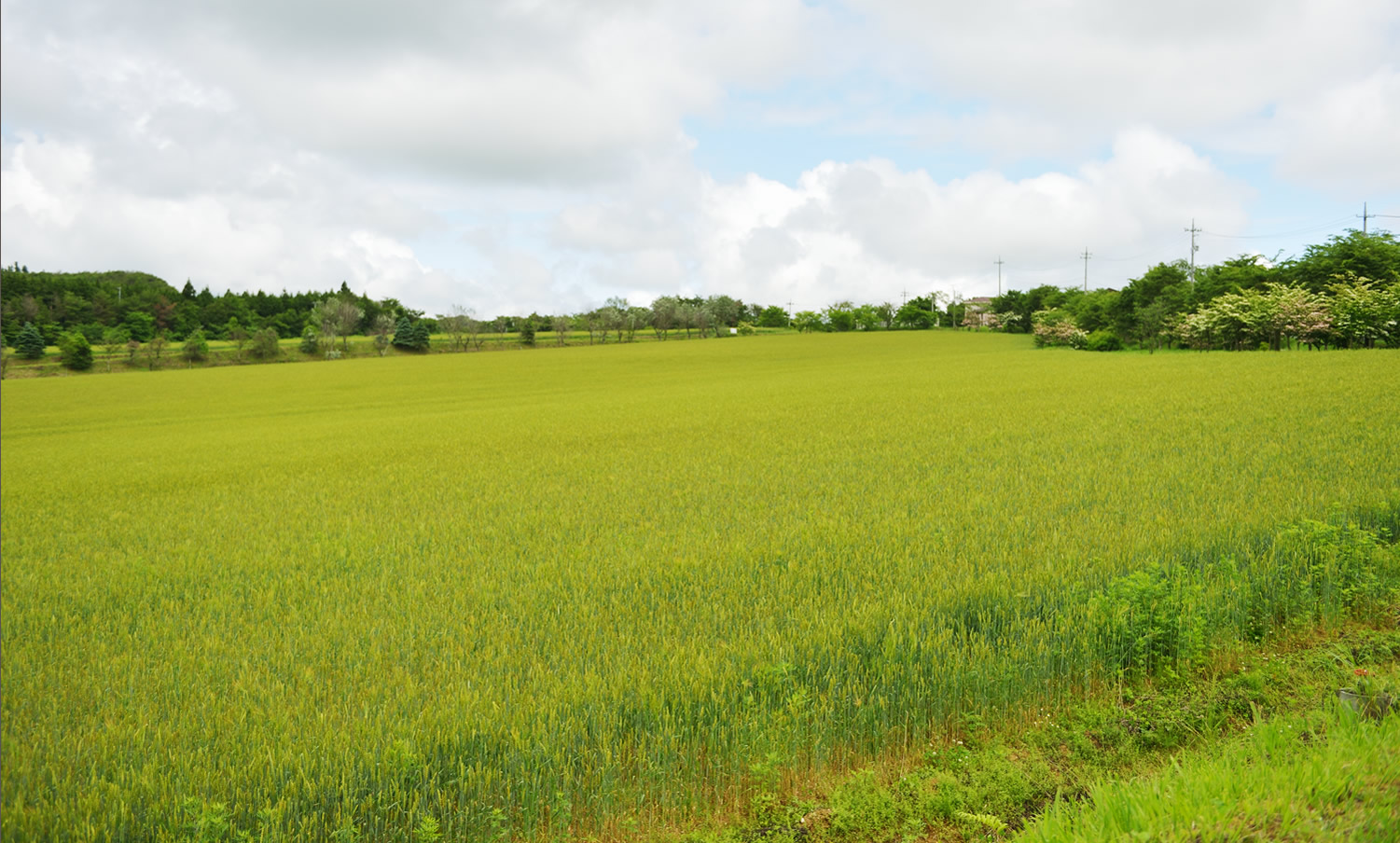 小麦畑