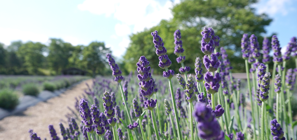 スタッフ・インタビュー