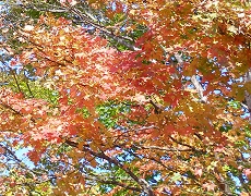 紅葉