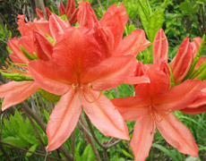 皋月杜鵑、杜鵑花