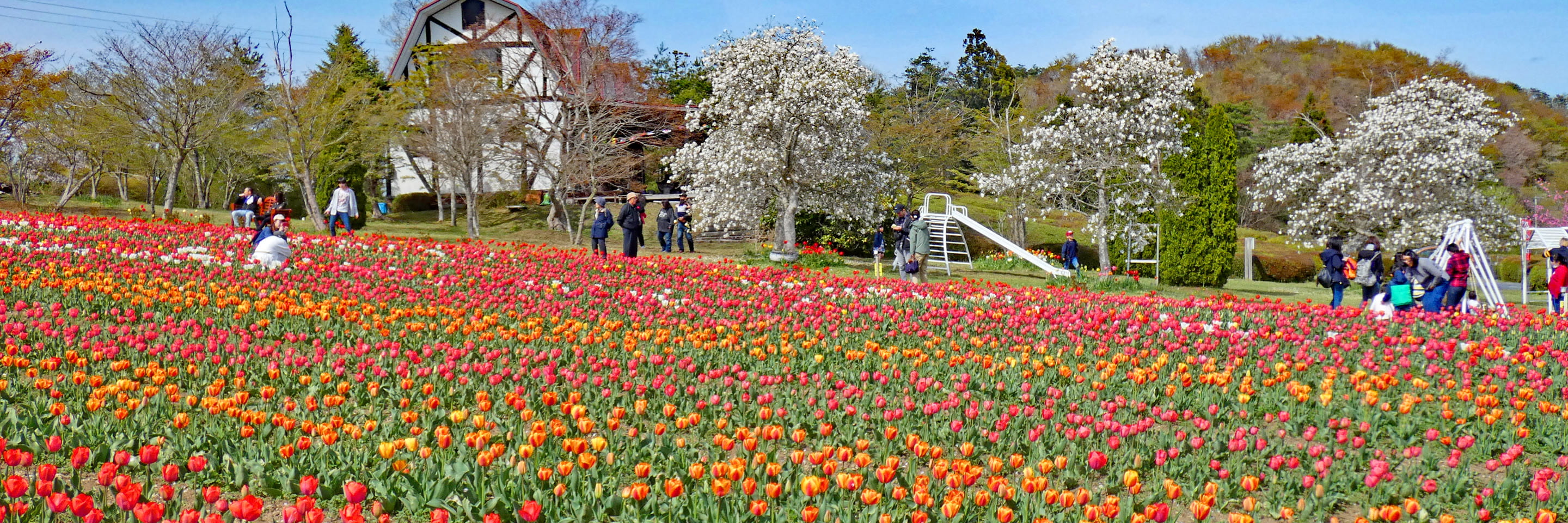 桜とチューリップの牧場ガーデン
