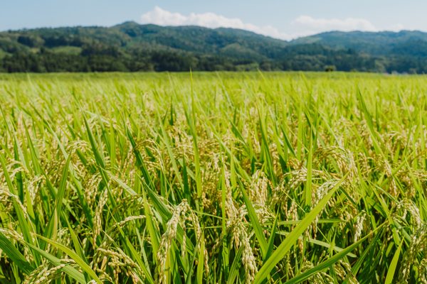 飼料米を栽培する地域の農地