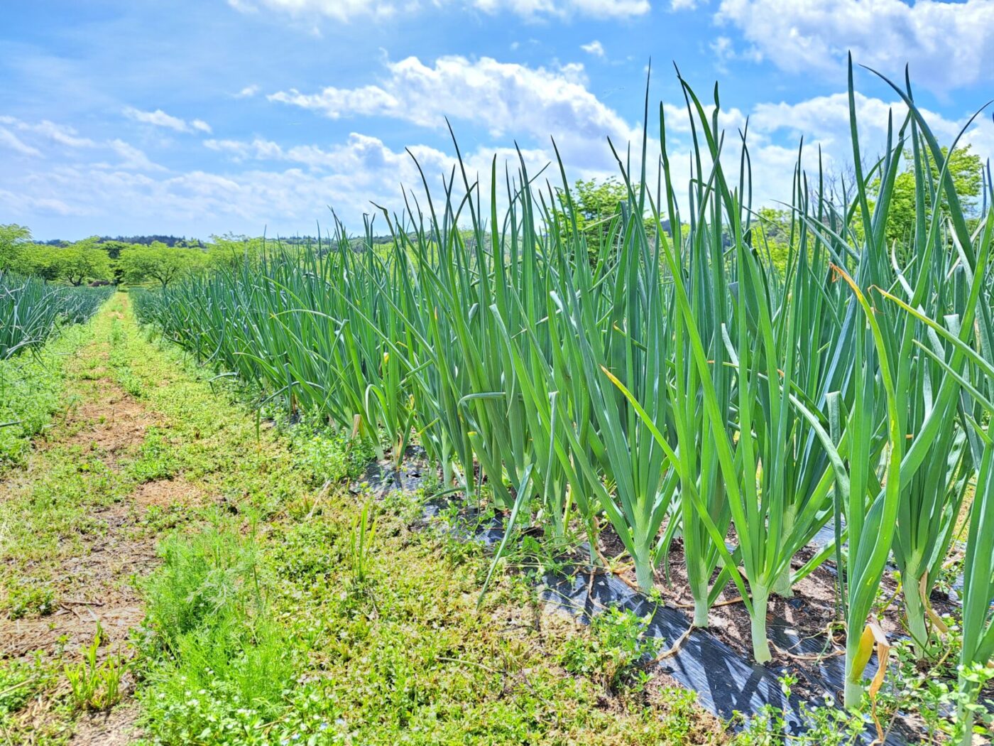 「野菜畑(玉ねぎ畑)」の風景 | Ark館ヶ森