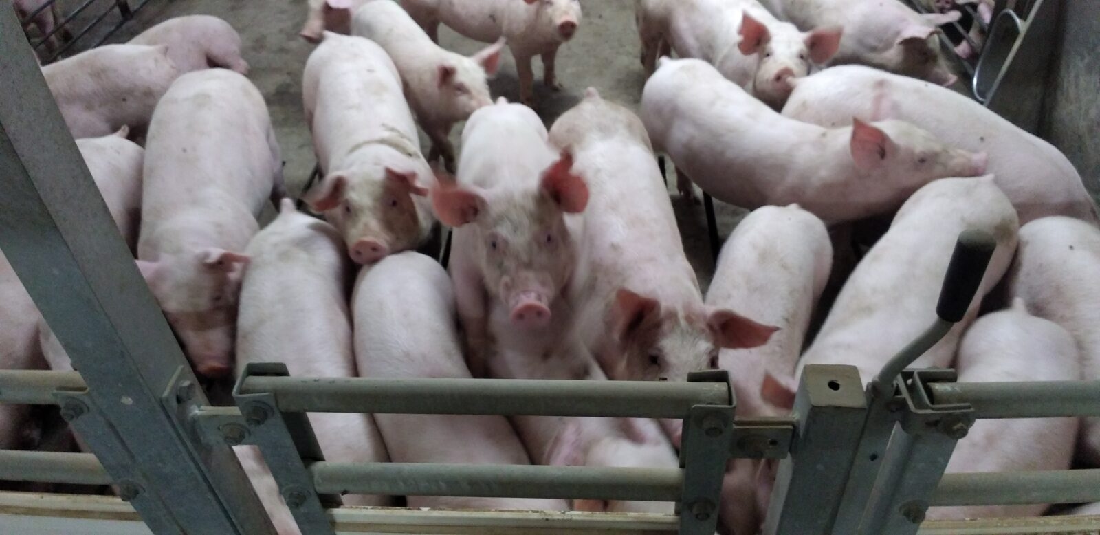 豚と接するうえで心掛けていること