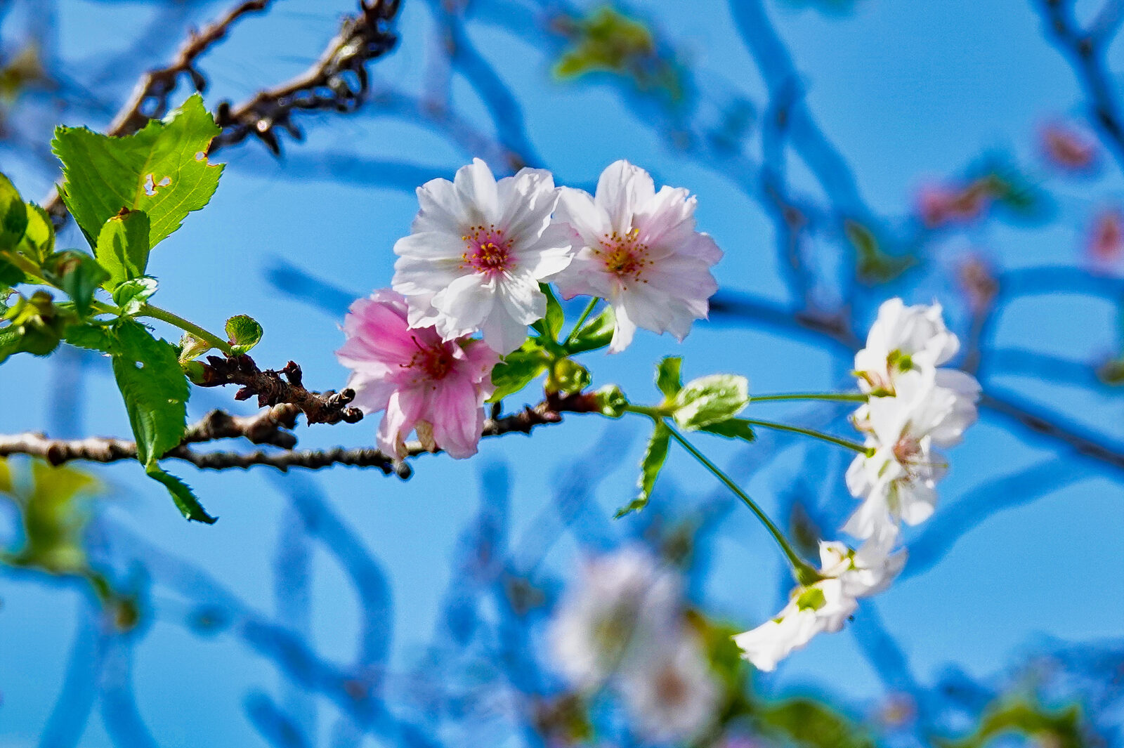 春はまだかな・・・