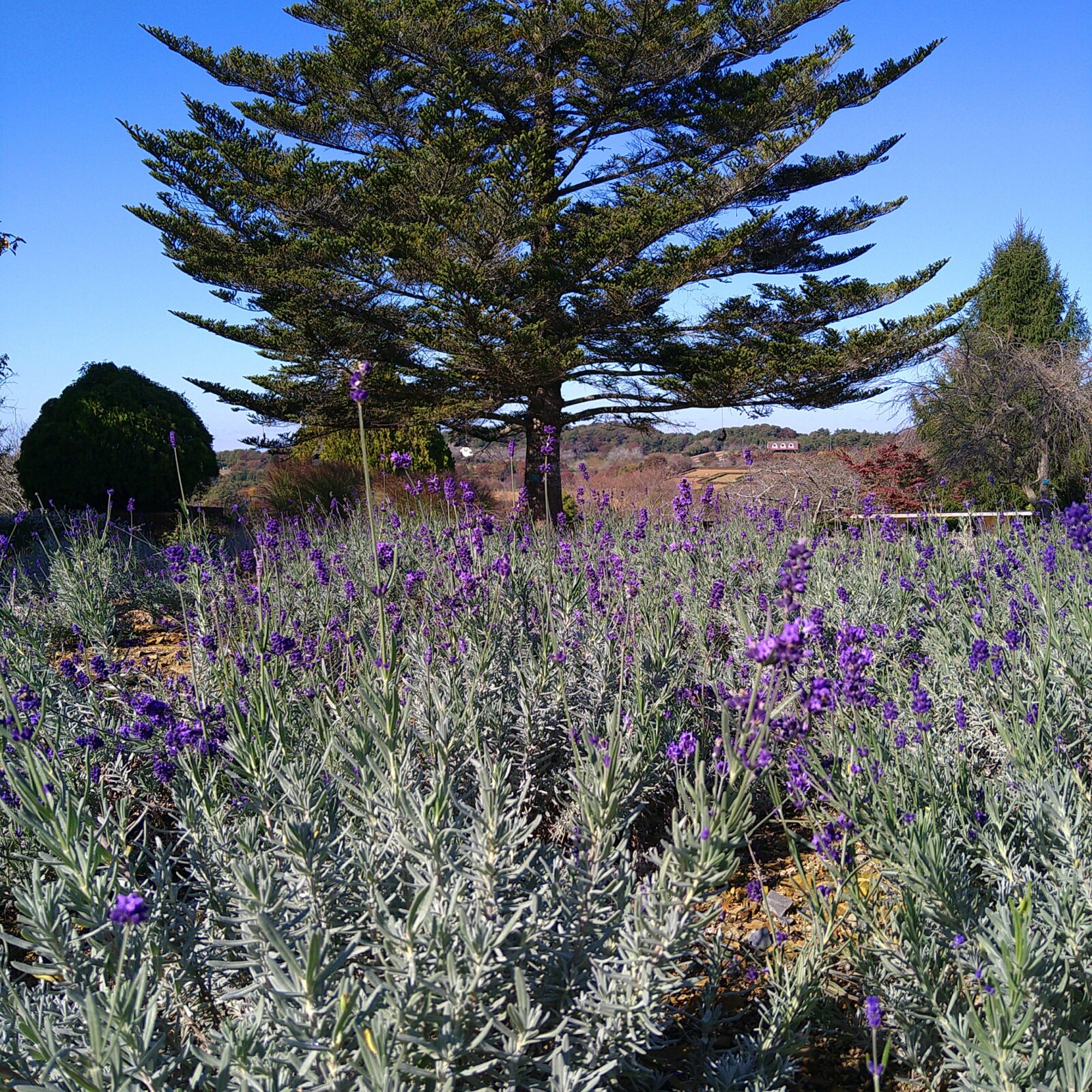 ん？　再び　”密かな見頃”　を迎えたラベンダー　　　　　　　　　　ハーブの魅力がぎゅっと詰まった「薫る風のガーデン」　　　　　　　　　　　　　　　　　　　　　ガイドツアーも開催します！　　　　　　　　　　　　　　　　　　