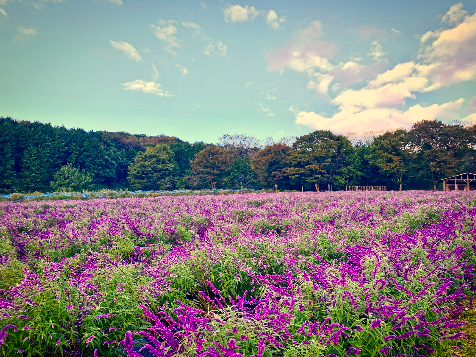 牧場内のお花畑！