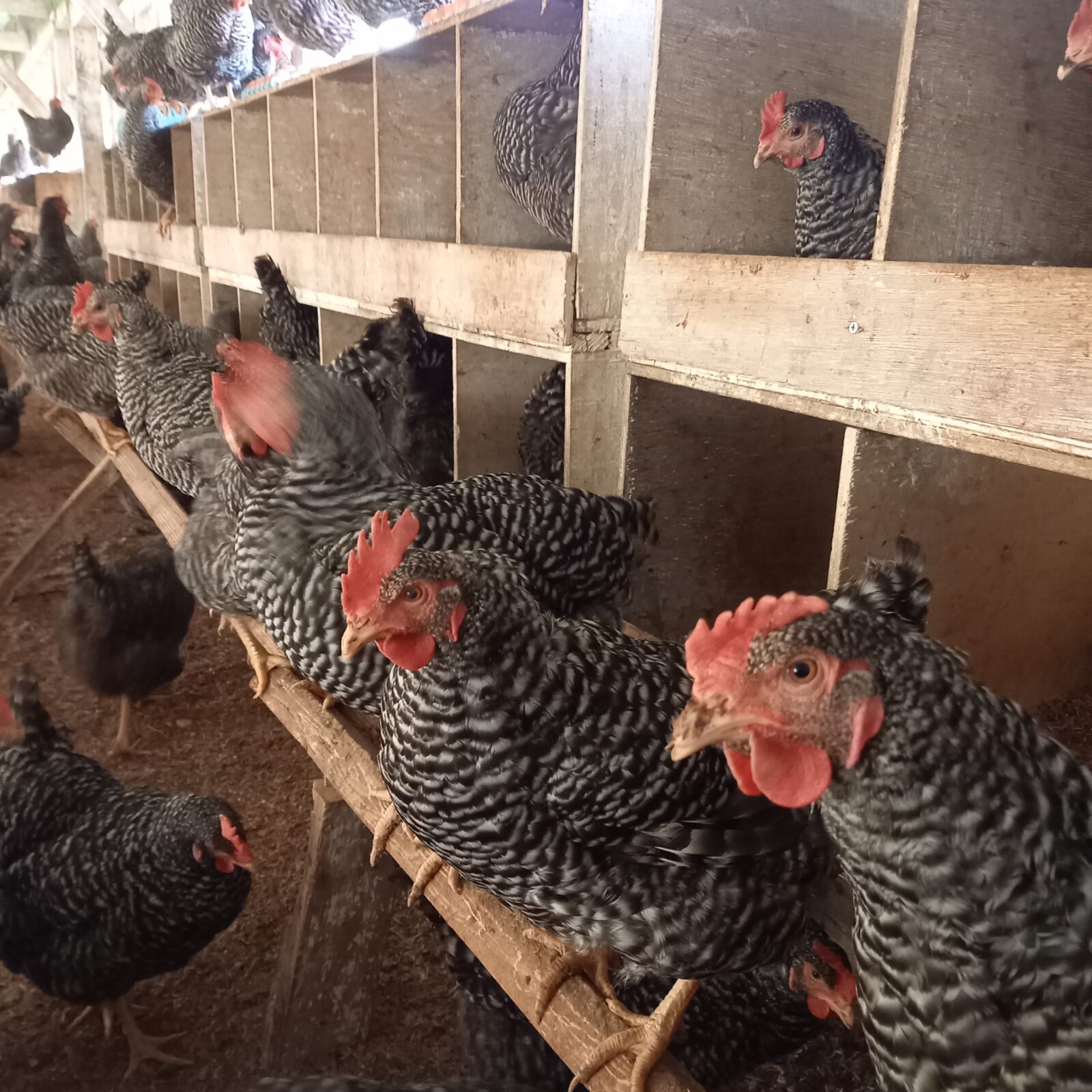 明日は大寒　大寒卵