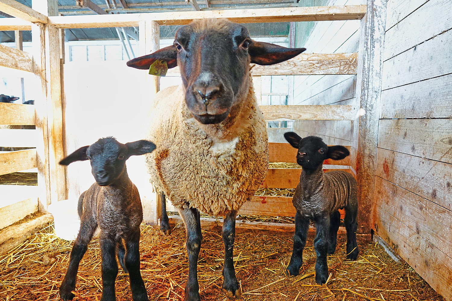 ここ最近の牧場について