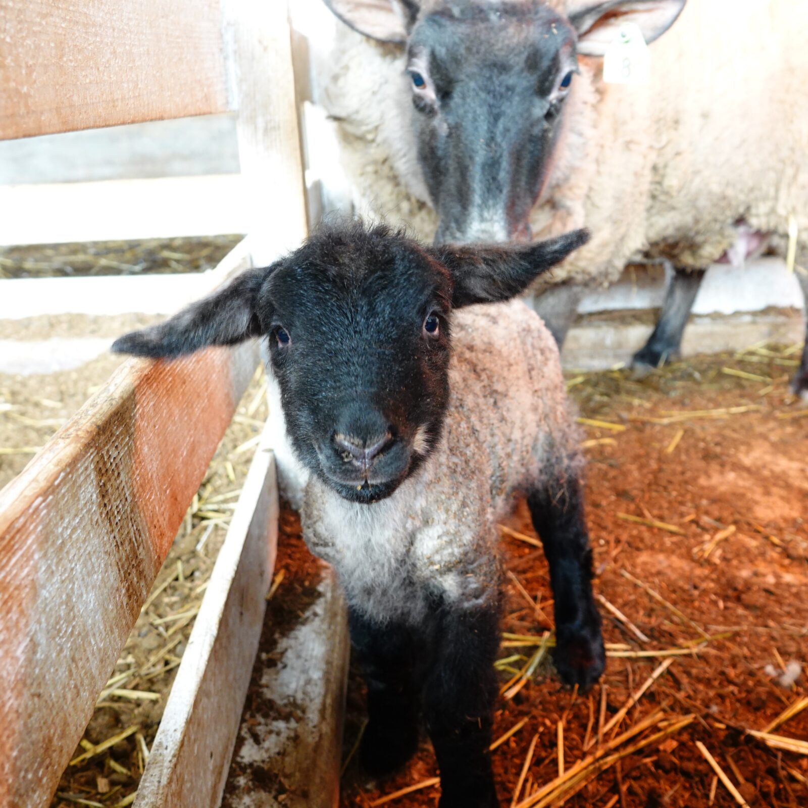 【好評につき満枠となりました】1DAYファーマーズツアー.2025 『ヒツジの飼育員さん』