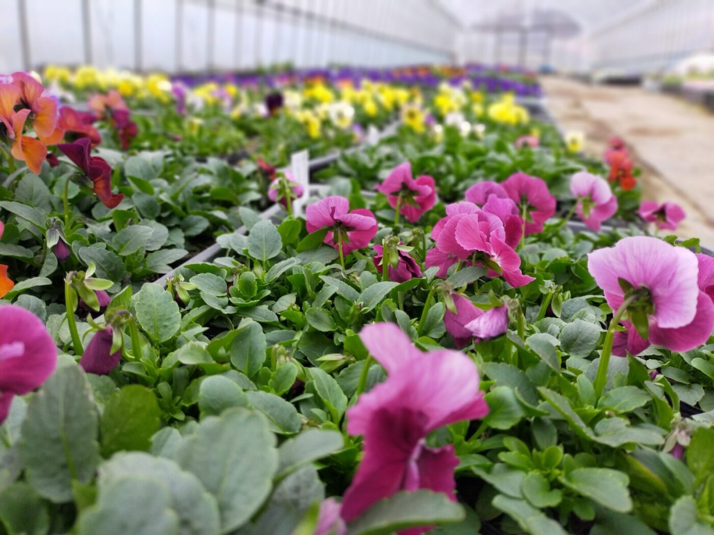 春を待ちわびて…