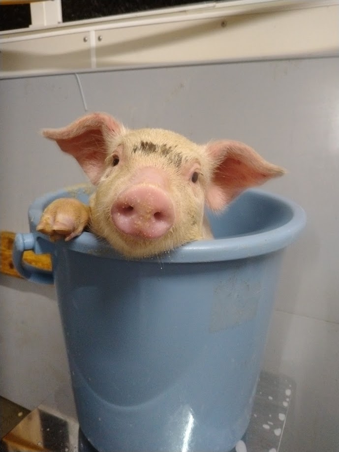 アスパラ農場ってどんなところ？