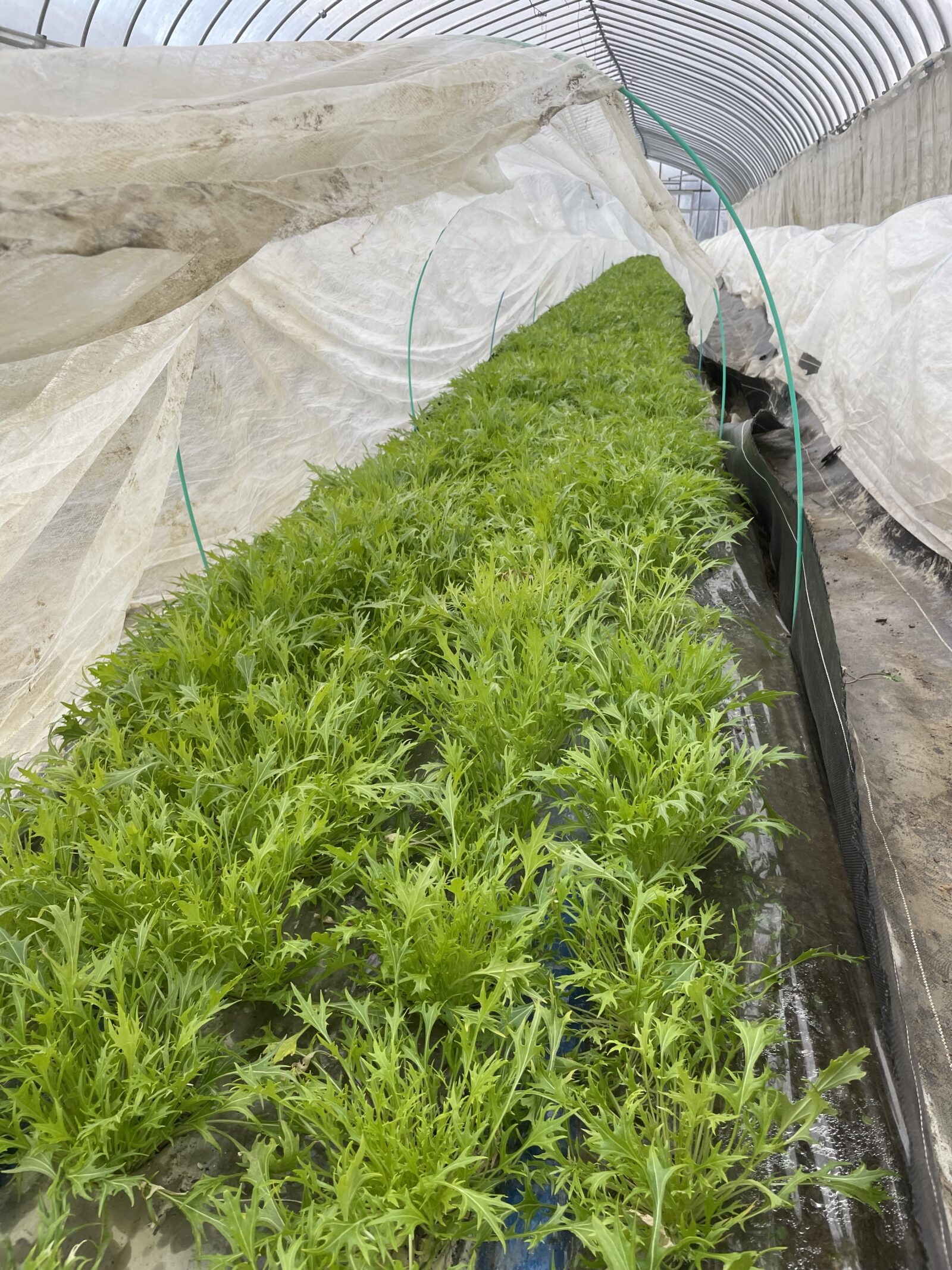 冬の野菜管理に付いて
