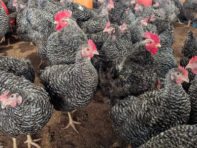 この冬も鶏たちは元気いっぱいです！！