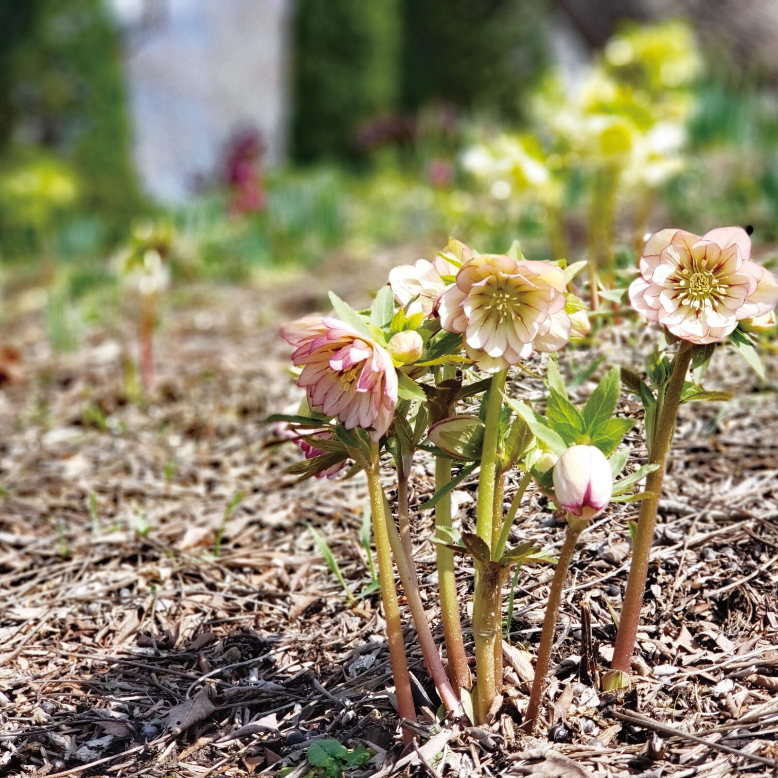 薫る風のガーデンにやっと春が来ました！！