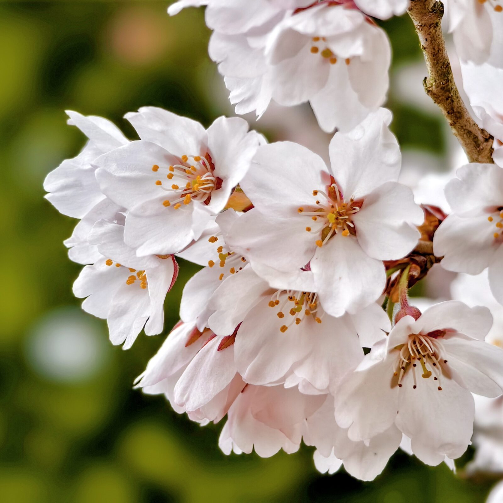 さくら　ひらひら。