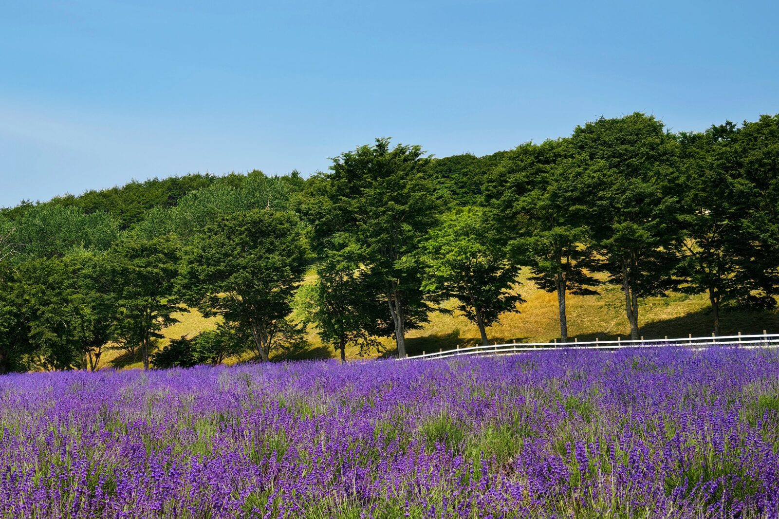 第9回館ヶ森ハーブフェスタ2026/実力派講師が集うワークショップ開催決定