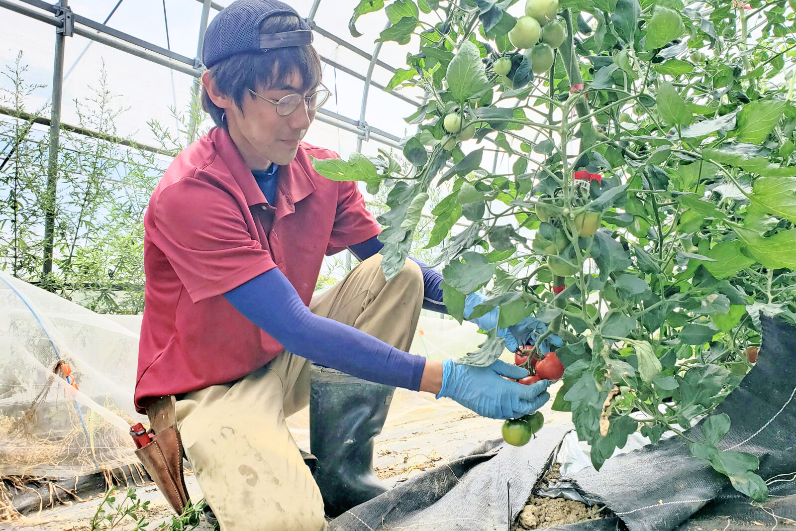 夏野菜について