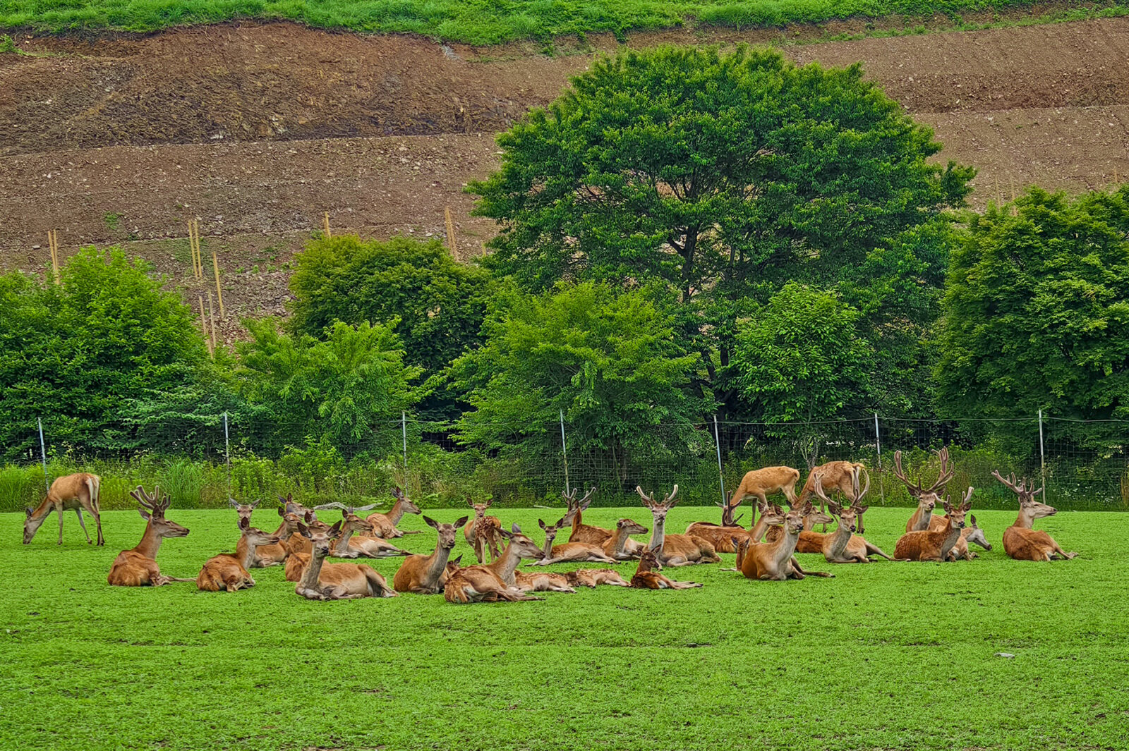 真夏の動物たちの様子