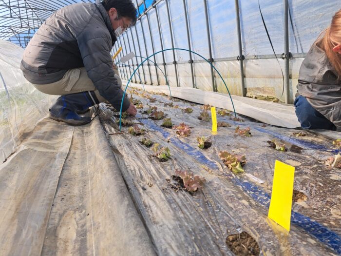 冬期の野菜の様子、害虫対策について