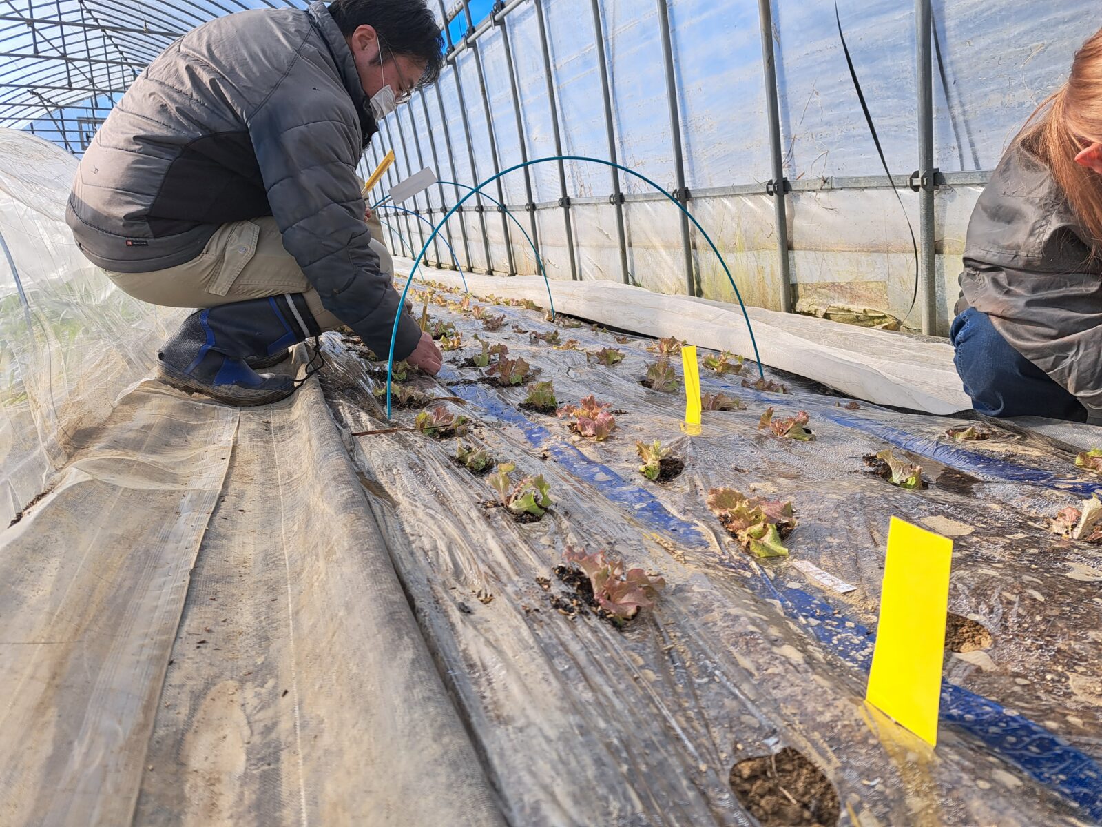 冬期の野菜の様子、害虫対策について
