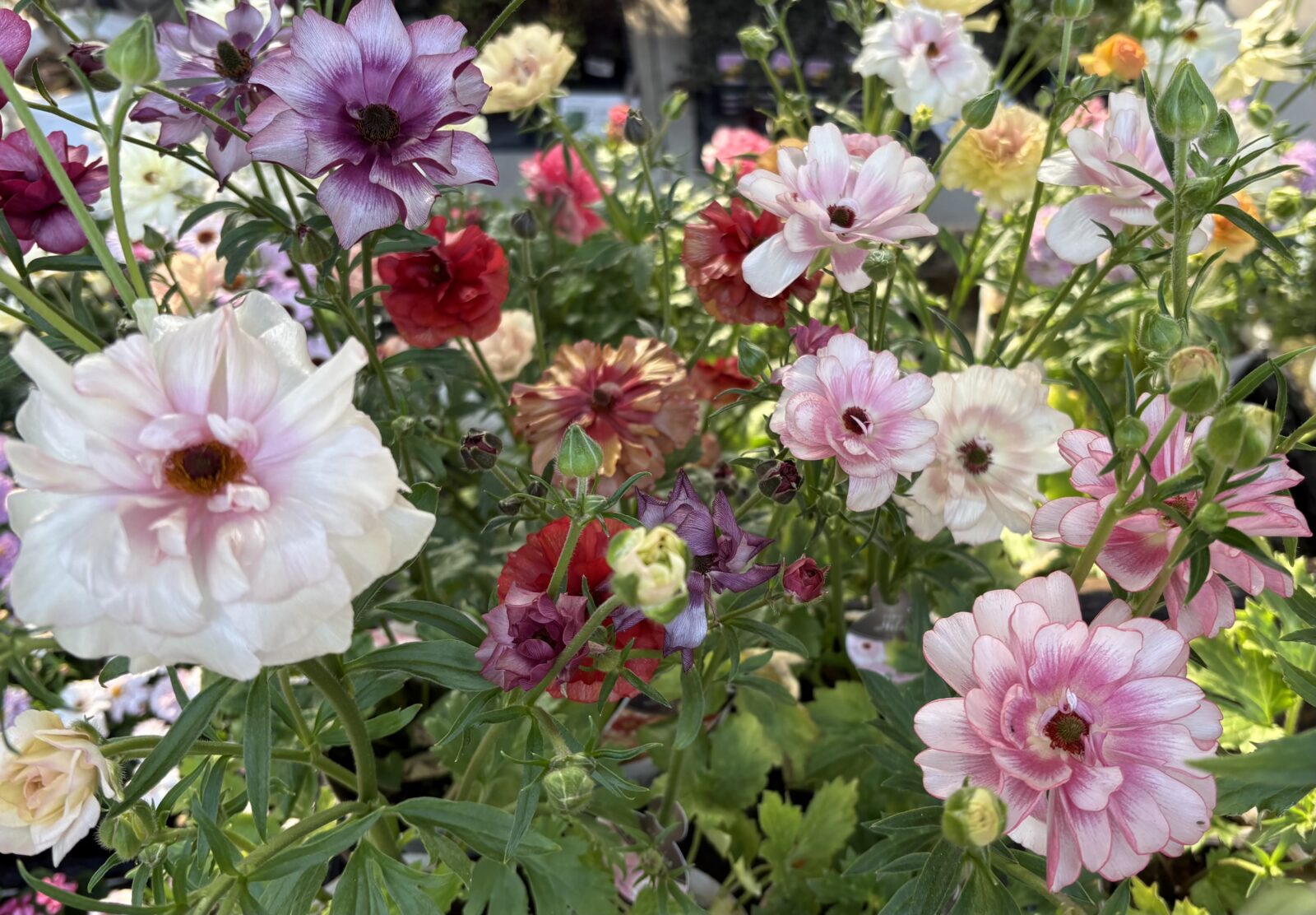 今おすすめのお花について