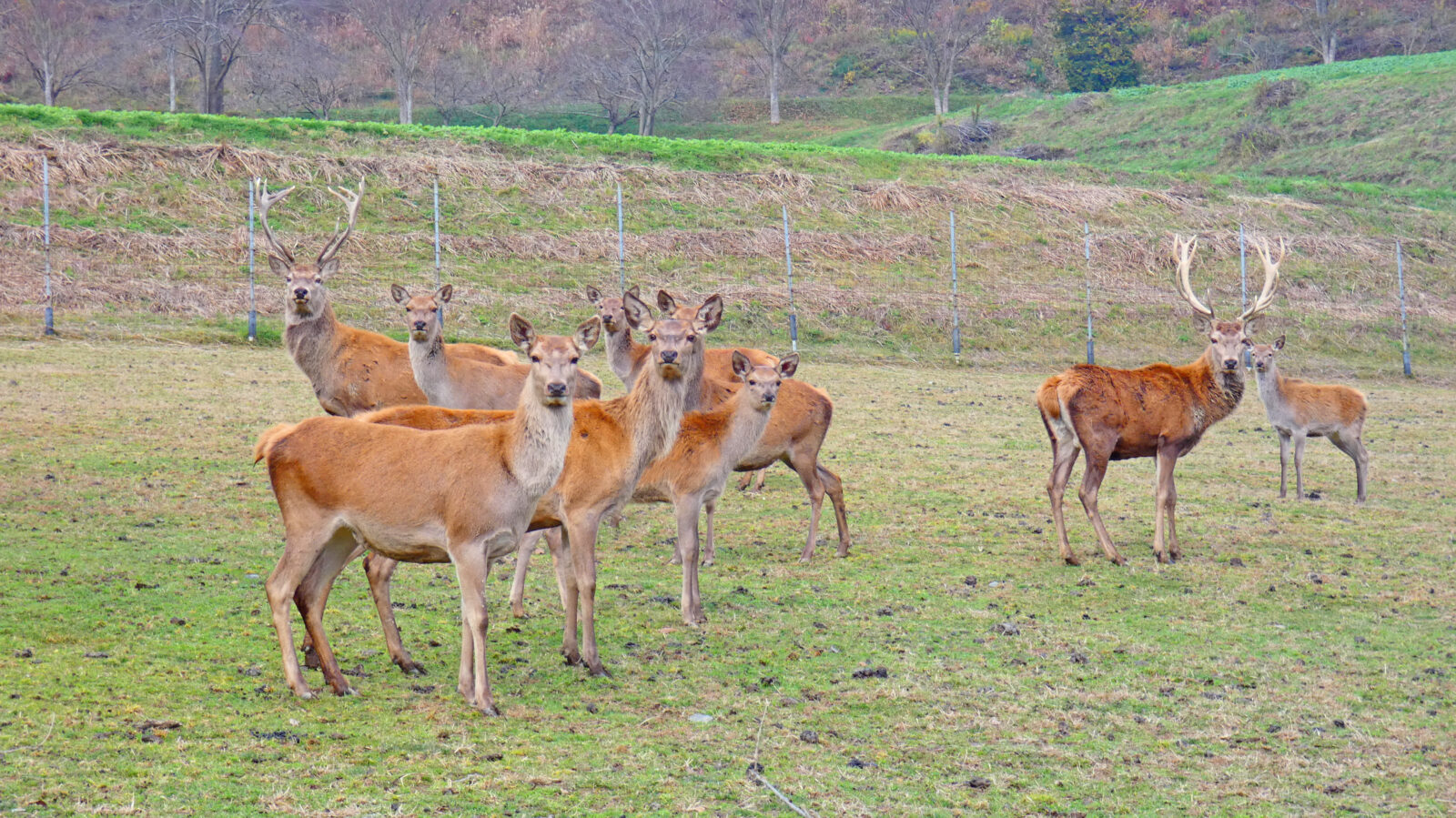 スコットランド赤鹿物語