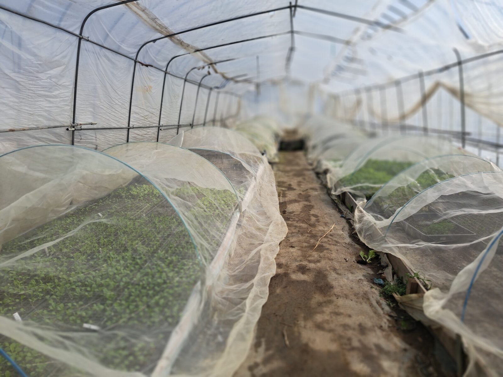 夏野菜の準備を行っています