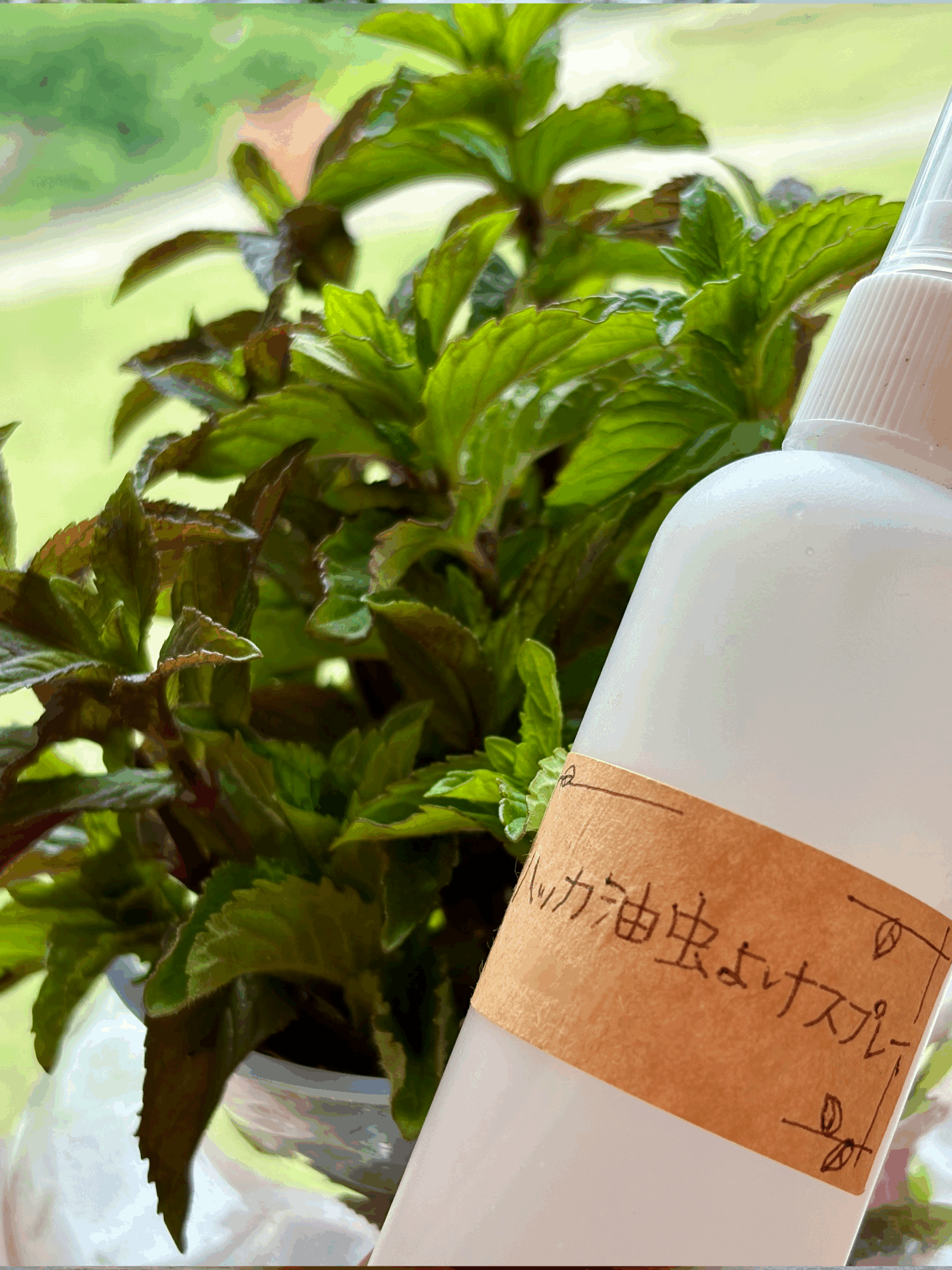 ハーブフェスタ開催のワークショップについて