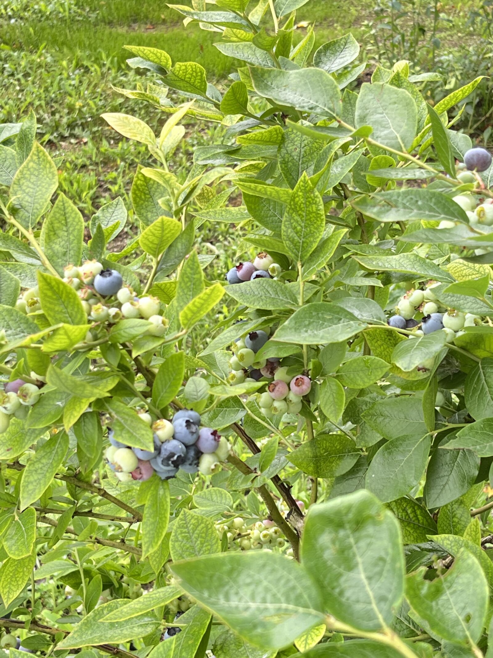 ブルーベリーの収穫が始まりました！