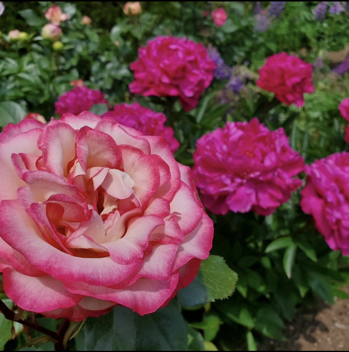 魅惑のバラの世界へ〜その香りと希少な食香バラ〜