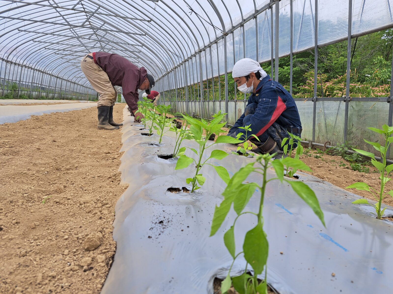 夏野菜について