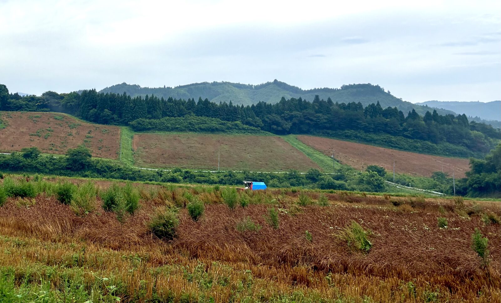 有機小麦の刈入れ収穫が始まりました。
