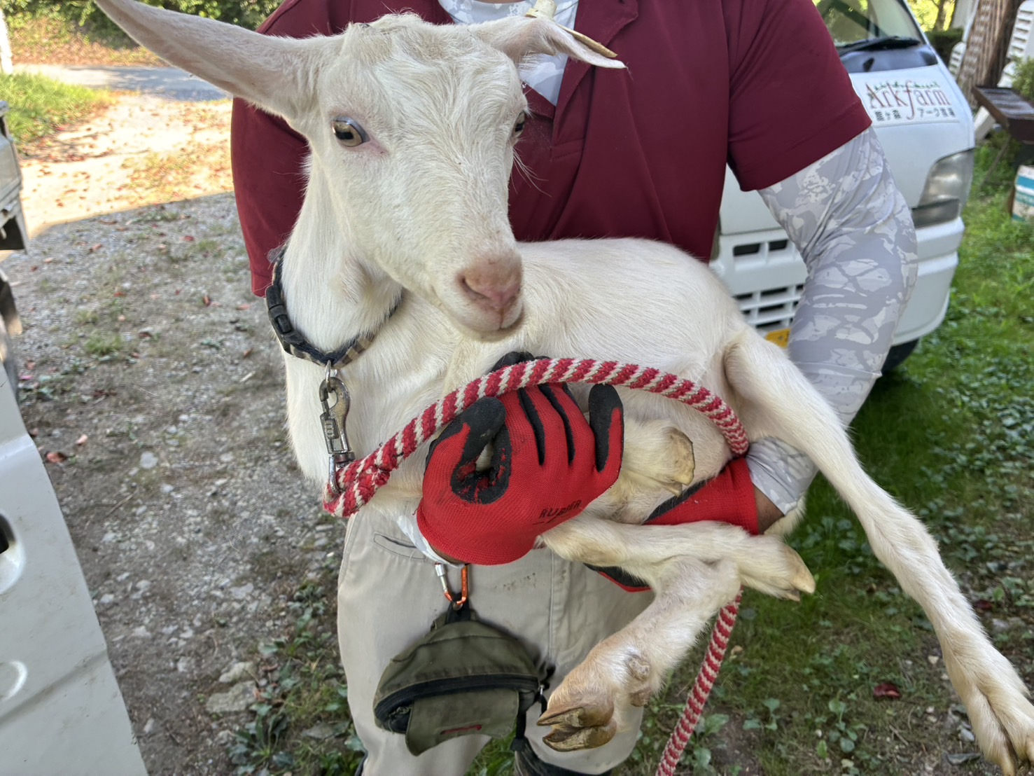 休日は虹の丘ビューテラスで子ヤギに会いませんか？