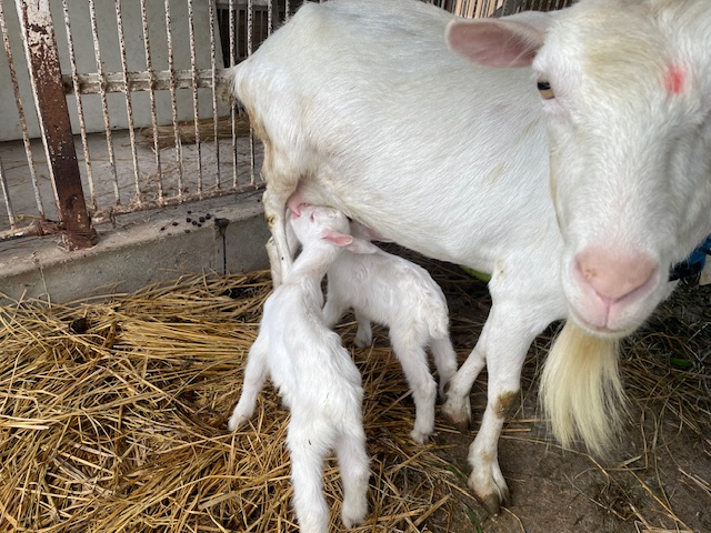 仔山羊触れ合い予定