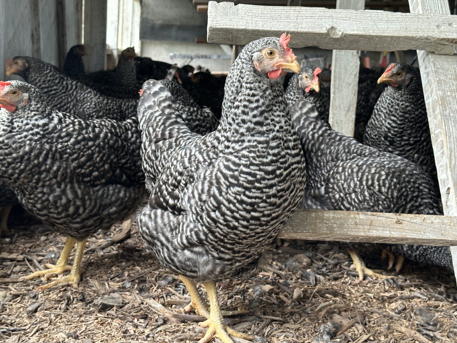 よろしくお願いします！