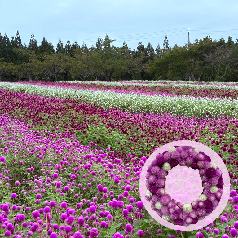 千日紅のワークショップ