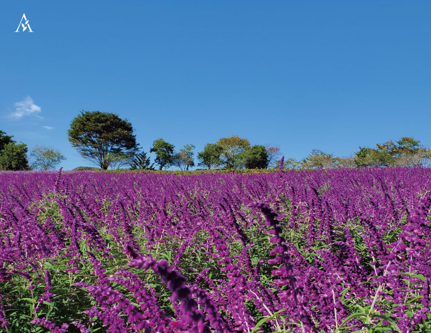 紫色の世界が広がる「アメジストセージ」が開花 | Ark館ヶ森