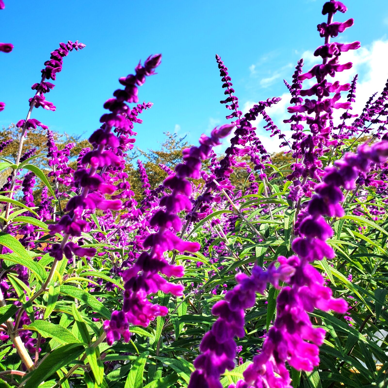 紫色の世界が広がる「アメジストセージ」が開花 | Ark館ヶ森