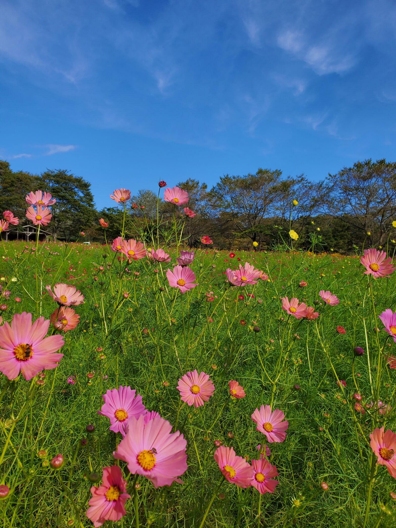 コスモス摘み取り体験