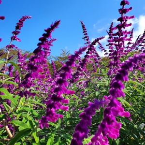 ⭐︎希少価値⭐︎虹も見える♪花満開のアメジスト⭐︎ AT264】アメジスト / とても珍しい蛍光するファントム