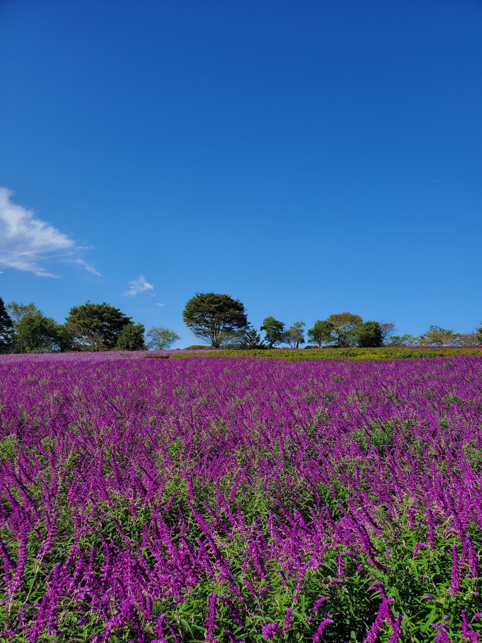 アメジストセージで作るミニスワッグ体験
