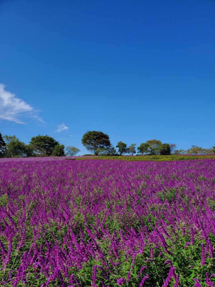 一度は見たい、晩秋の紫絶景！！夢見ヶ丘ガーデン アメジストセージ満開