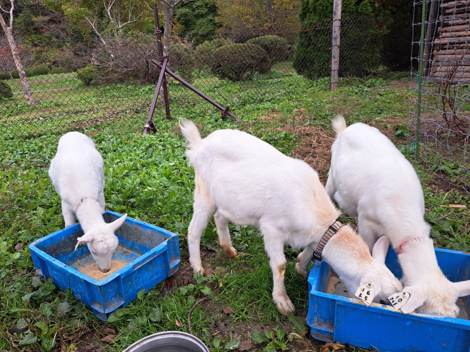 冬に向けての準備を始めています。