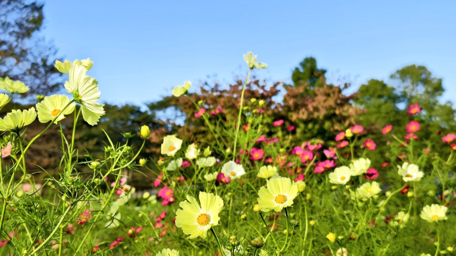 お花の摘み取り体験、開催中！