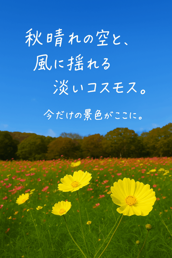 淡いイエローから深紅まで——100,000株の珍しいコスモスが待つ秋の花畑へ