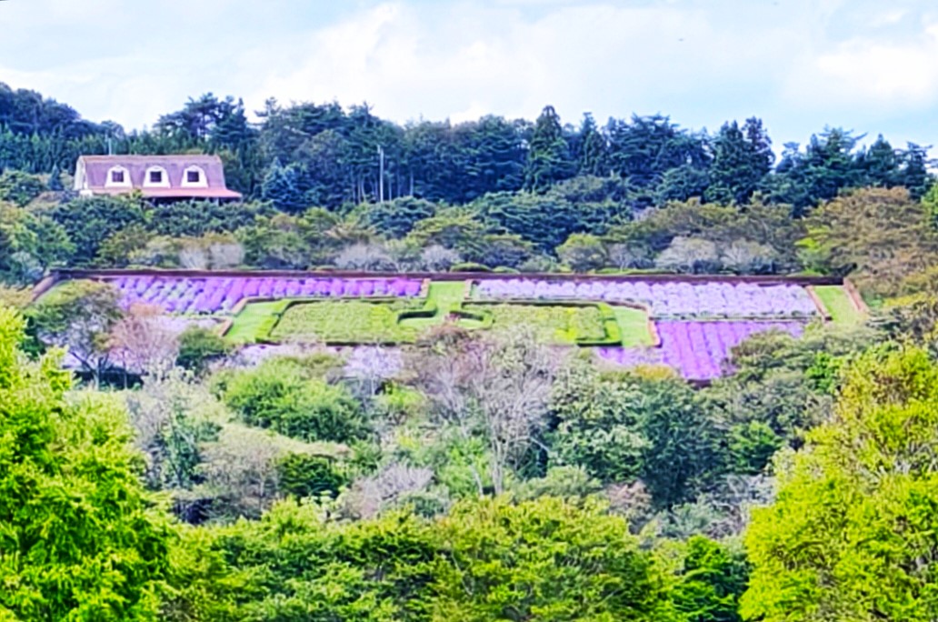 紫色の世界が広がる「アメジストセージ」が開花